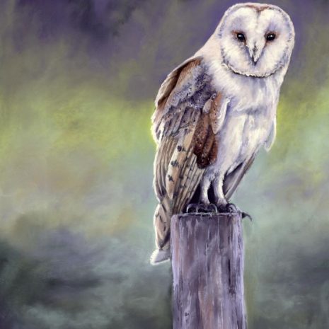 Barn Owl 2 Barn Owl 2