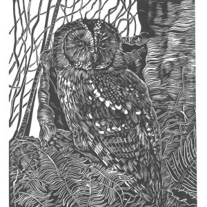Tawny Owl (Framed Linoprint)