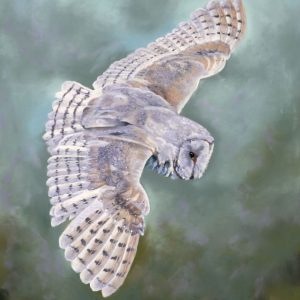 Barn Owl in Flight 3