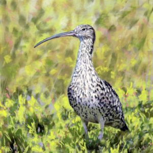 Curlew 2