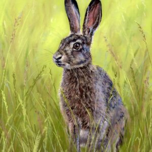 Spring Hare