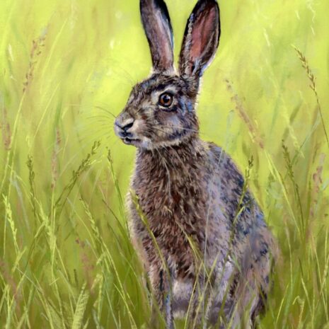 Spring Hare