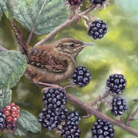 Wren and Blackberries