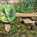 woodpecker uke 1