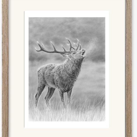 Roaring Stag Roaring Stag