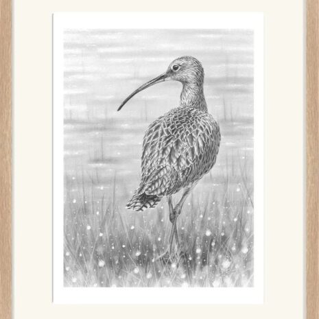 Curlew Curlew