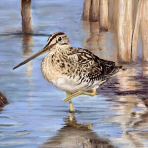Snipe