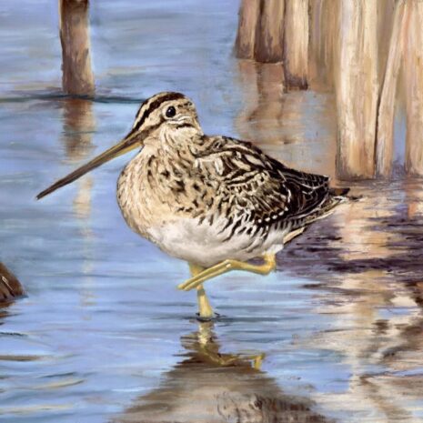 Snipe