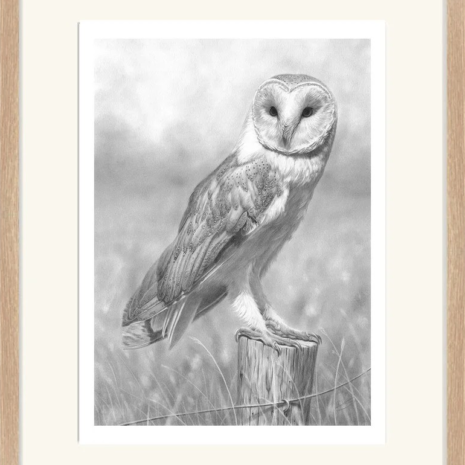 barn owl barn owl