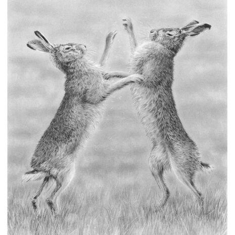 boxing hares boxing hares