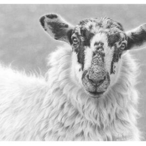 Mule Portrait (Small Print)